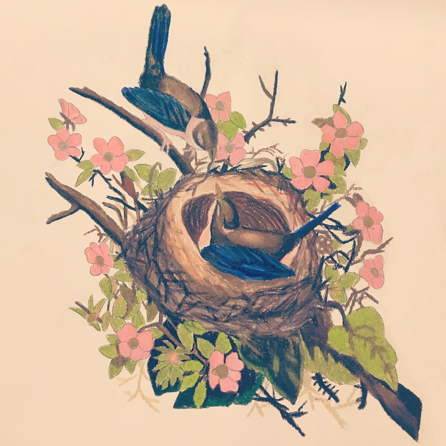 Birds nest illustration