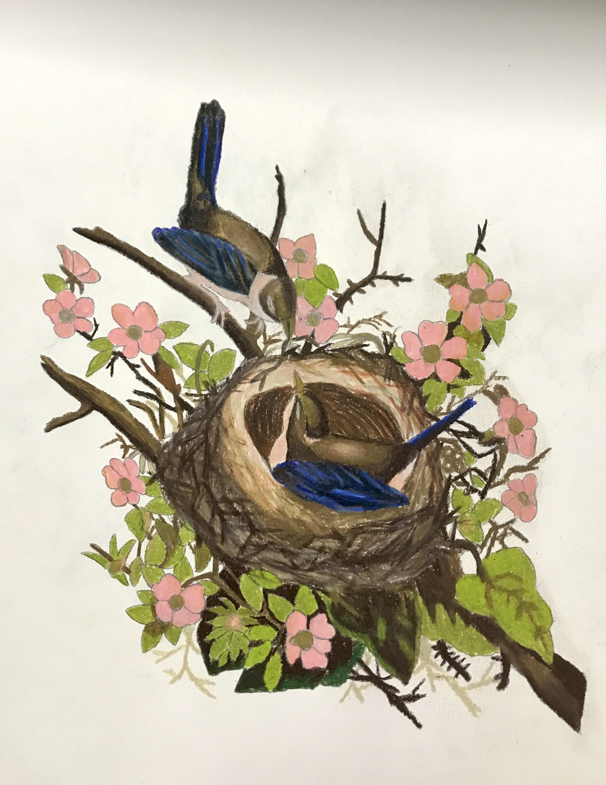 Creator & Creation: Birds Nest — Traditional Illustration